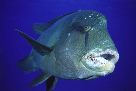 This adolescent Napoleon Wrasse had been snacking on a se... by Richard Smith 