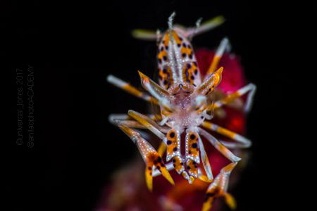 Phyllognatia ceratophthalmus by Wayne Jones 
