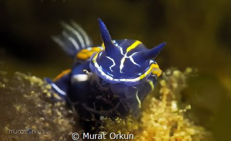 Felimare villafranca by Murat Orkun 