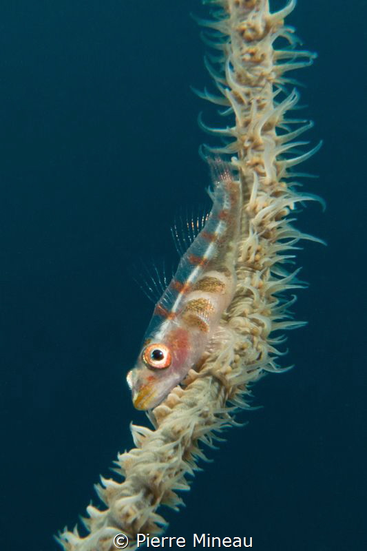 Whiptail coral goby. Sony rx100 iii with two stacked Inon... by Pierre Mineau 