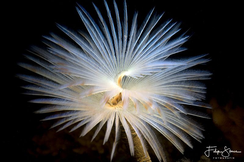 Peacock worm (Sabella pavonina), Zeeland, The Netherlands. by Filip Staes 