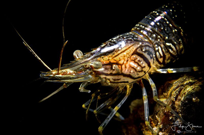 common prawn(Palaemon serratus), Zeeland, The Netherlands. by Filip Staes 