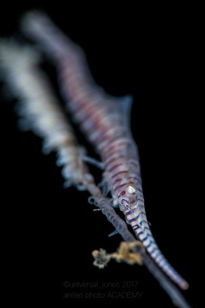 Tozeuma armatum by Wayne Jones 