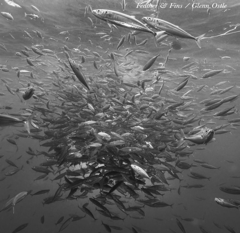 Bait ball by Glenn Ostle 