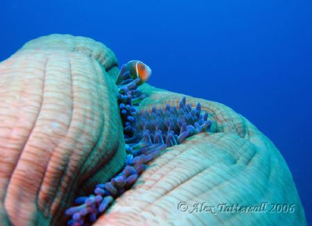 Pink anenome fish on his anenome.. love the texture of th... by Alex Tattersall 