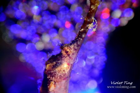 PipeFish in Disco Light by Violet Ting 