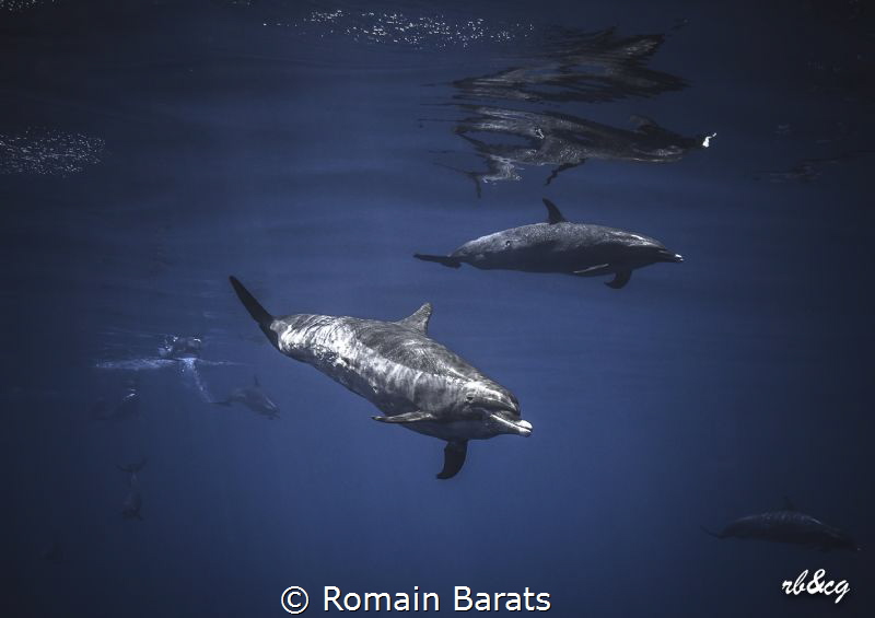 pantropical spotted dolphins by Romain Barats 