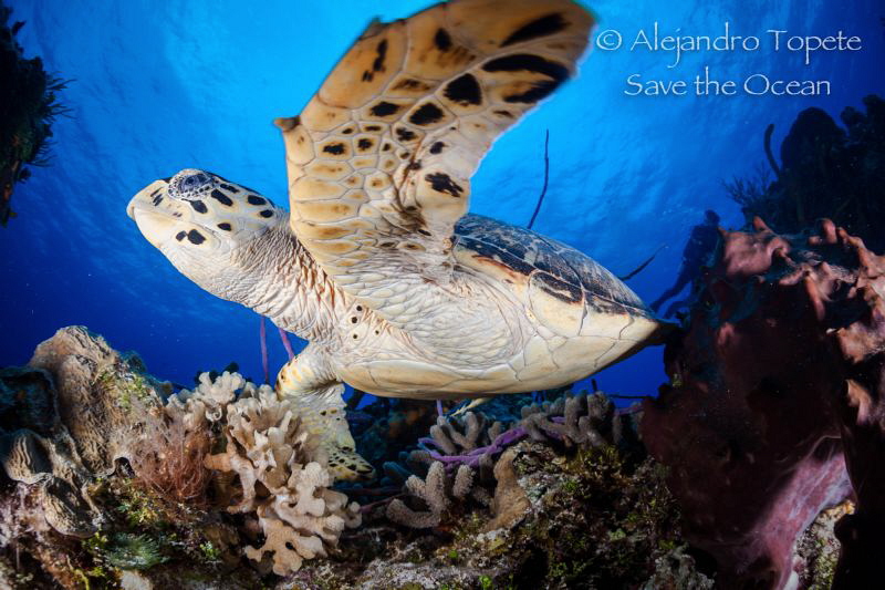 Turtle in Palancar, Cozumel México by Alejandro Topete 