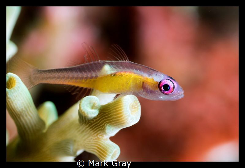 Pink Eye by Mark Gray 