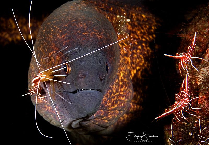 "Family reunion",Durban hinge-beak shrimps, White- banded... by Filip Staes 