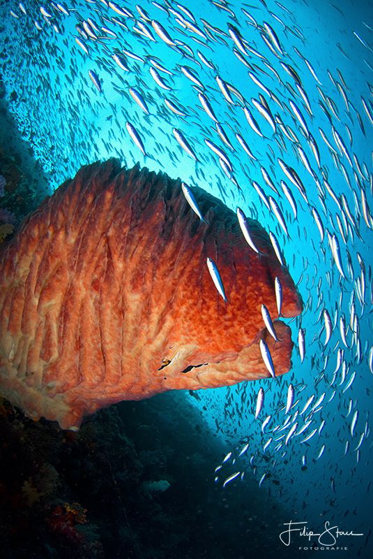 "It's raining fish", Banda sea, Indonesia. by Filip Staes 