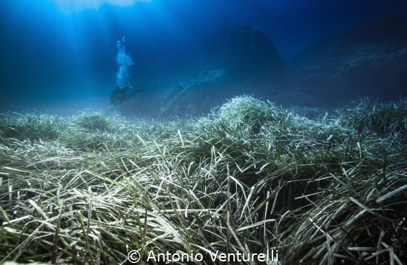 Posidonia meadows by Antonio Venturelli 