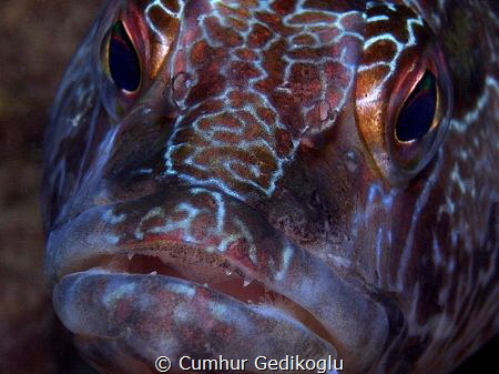 Serranus scriba by Cumhur Gedikoglu 