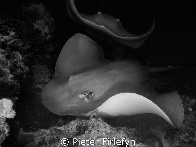 stingrays by Pieter Firlefyn 