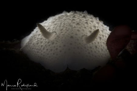 Light bulb nudi by Mario Robillard 