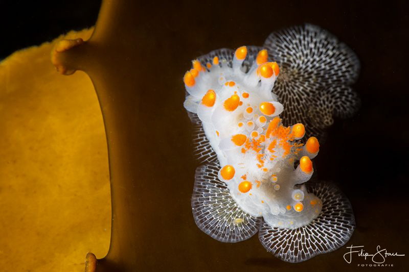Limacia Clavigera, False bay, South Africa. by Filip Staes 