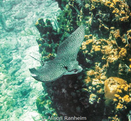 Giant Eagle Ray, Roatan by Alison Ranheim 