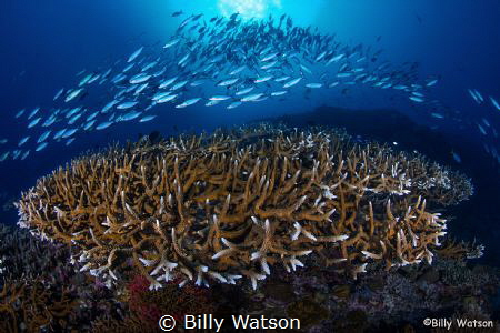 First trip to PNG, I suspect not my last. The trip redefi... by Billy Watson 