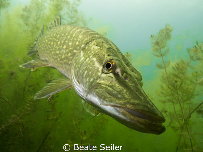Northern Pike by Beate Seiler 