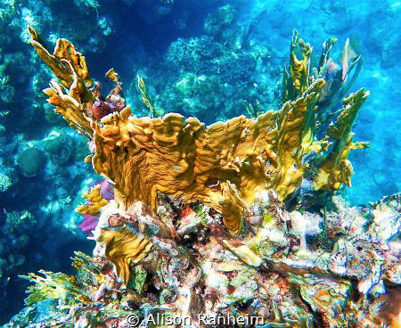 Roatan, Honduras by Alison Ranheim 
