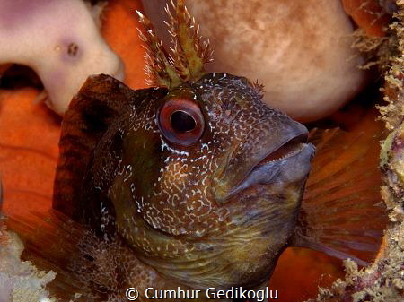 Parablennius gattorugine by Cumhur Gedikoglu 