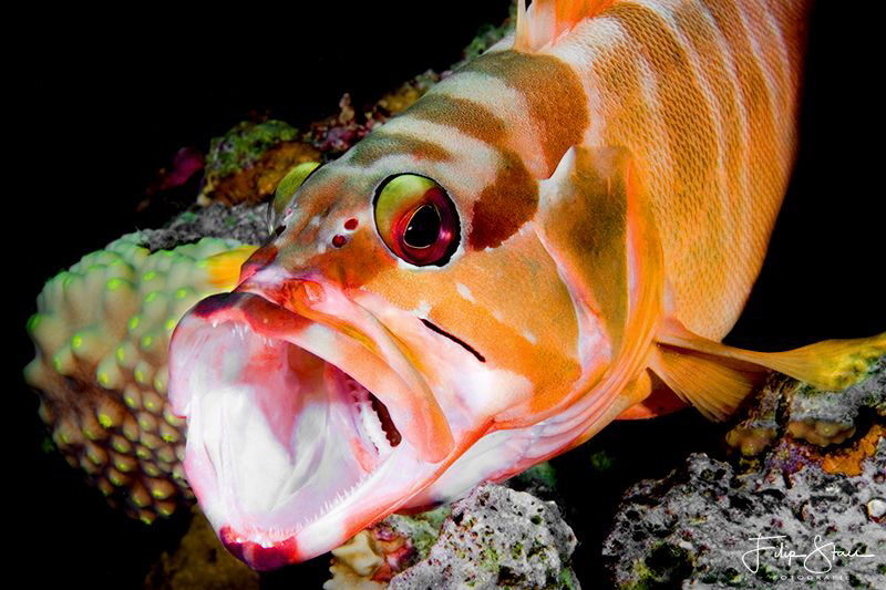 Blacktip grouper, Dahab, Red sea. by Filip Staes 