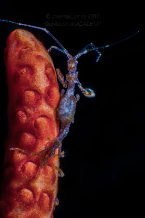 Caprella sp. by Wayne Jones 