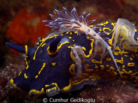 Hypselodoris picta with Cratena peregrina by Cumhur Gedikoglu 