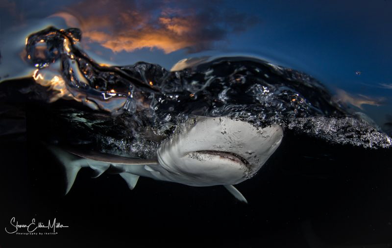 Splish splash.. Mantafest- Yap! by Steven Miller 