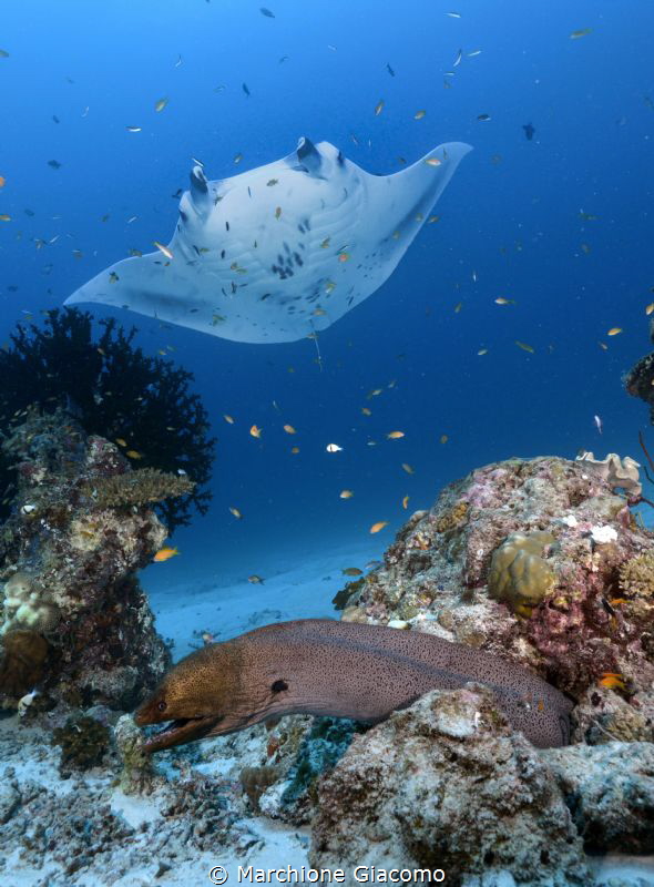 The strange friends
.Maldives . Dharavandhoo
Nikon D800... by Marchione Giacomo 
