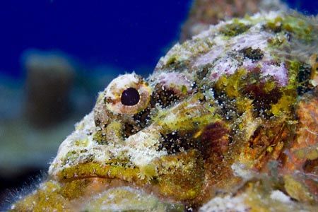 Beautiful Dreamer. Image taken at Bloody Bay Wall of Litt... by Allan Vandeford 