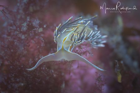 Hanging around by Mario Robillard 