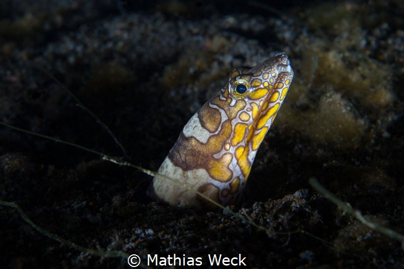 Eel by Mathias Weck 