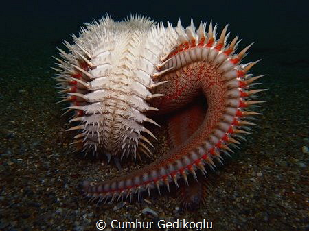 Astropecten aranciacus
Red comb sea star by Cumhur Gedikoglu 