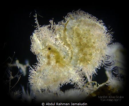 BACKLIGHT, Hairy Shrimp 2mm
APA Anilao by Abdul Rahman Jamaludin 