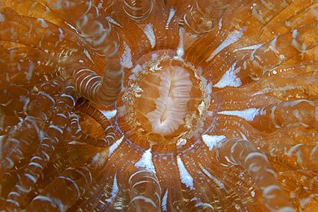 The oral disk and mouth of a Corkscrew Anemone. Nikon D20... by Jim Chambers 