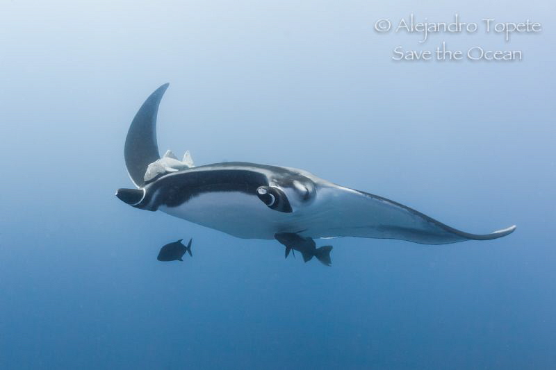 Giant Mantaray,Isla  Socorro México by Alejandro Topete 