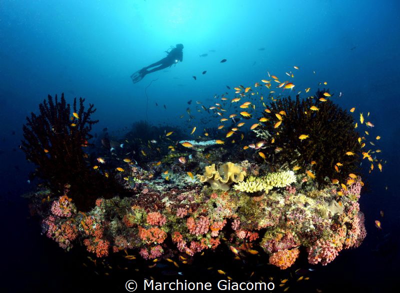 Dharavandhoo. Acquario
Nikon D800E , 16mm , two sea and ... by Marchione Giacomo 