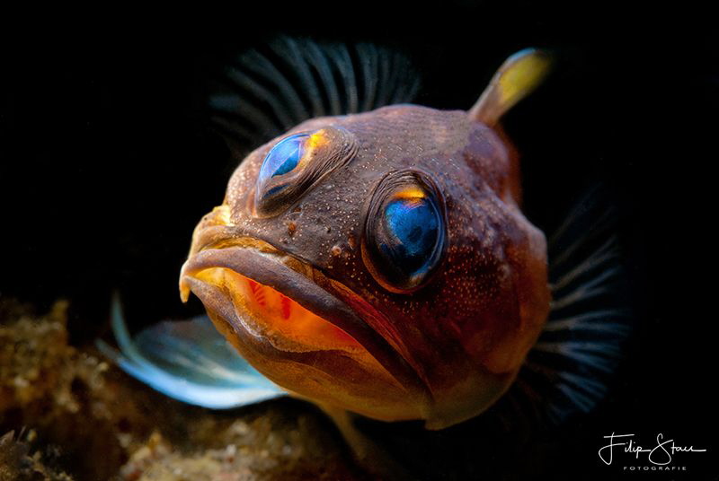 Jawfish, Manado, Sulawesi. by Filip Staes 
