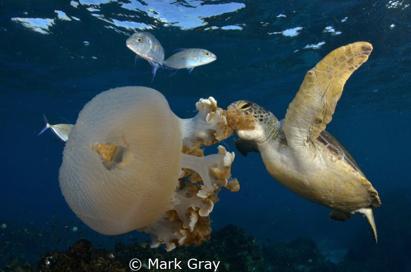 Green Turtle feeding on jellyfish by Mark Gray 