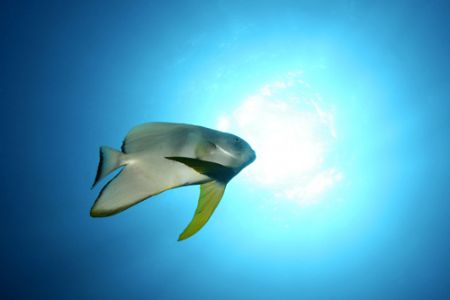 batfish exmouth western australia
17-35mm wide angle len... by Justin Bauer 