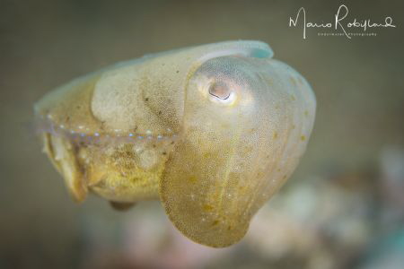 So small but so cute by Mario Robillard 