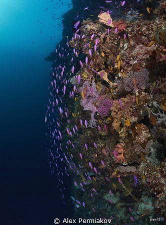 Reefscape of Pungtod divesite. by Alex Permiakov 