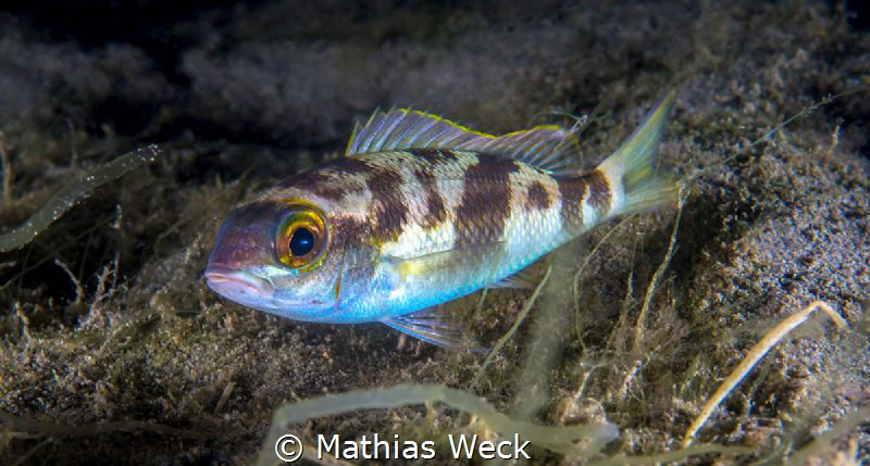 Fish by Mathias Weck 