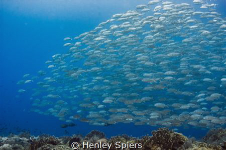 Wall of Jacks by Henley Spiers 
