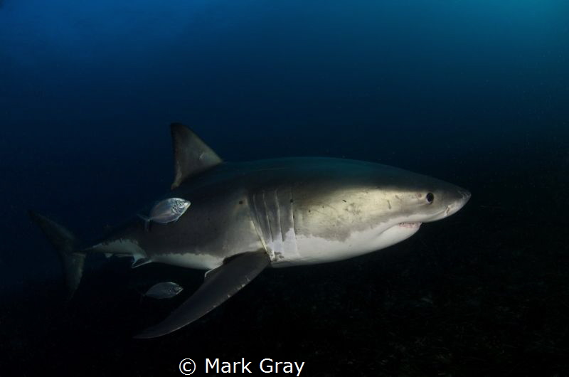 GWS on the bottom by Mark Gray 