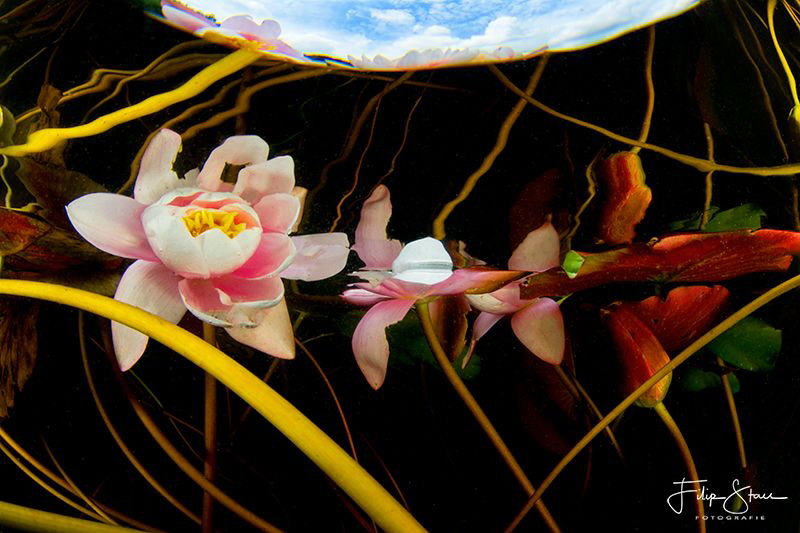 Waterlilies,Turnhout, Belgium. by Filip Staes 
