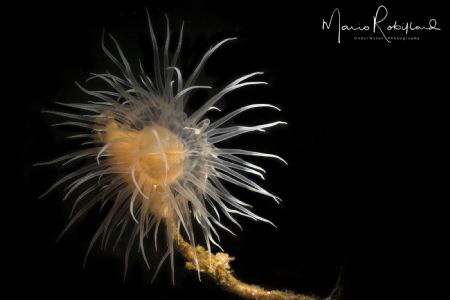 Alone in the dark by Mario Robillard 