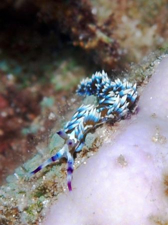 Taken at Yolanda reef, Ras Mohamed Park with Olympus E300. by Nikki Van Veelen 