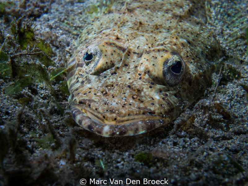 bigeyes by Marc Van Den Broeck 